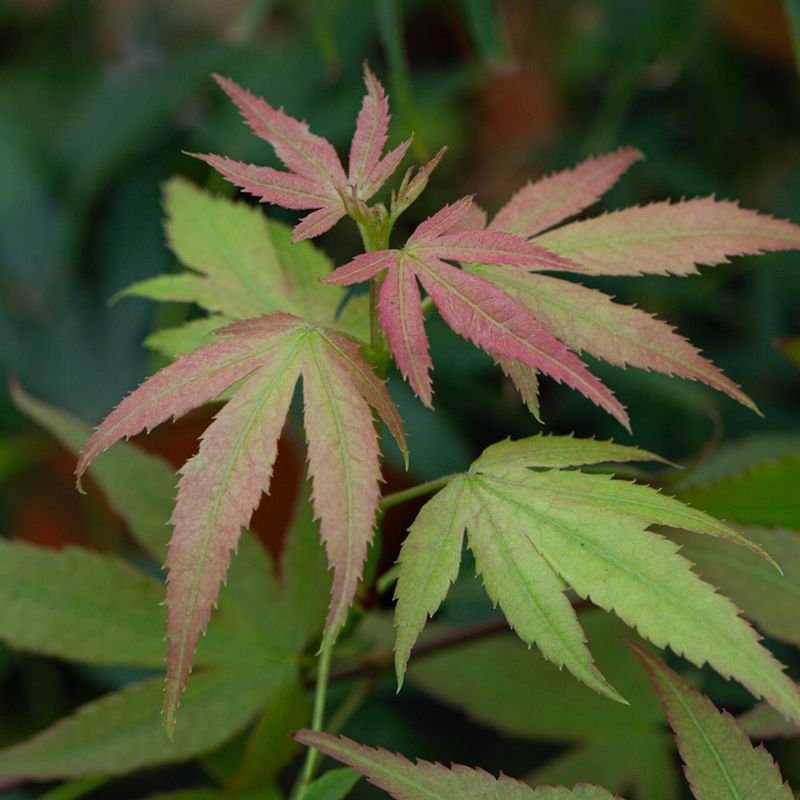 Acer palmatum 'Linearilobum'
