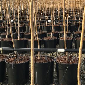 We are now potting trees from the field for autumn 2019