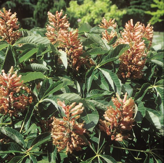 Aesculus pavia var discolor 'Koehnei'
