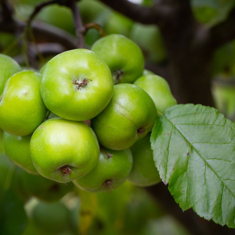 Malus coronaria 'Elk River'
