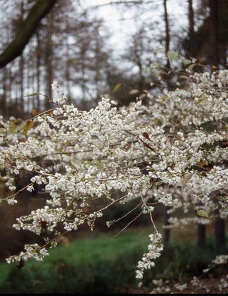 Prunus incisa 'Praecox' 1
