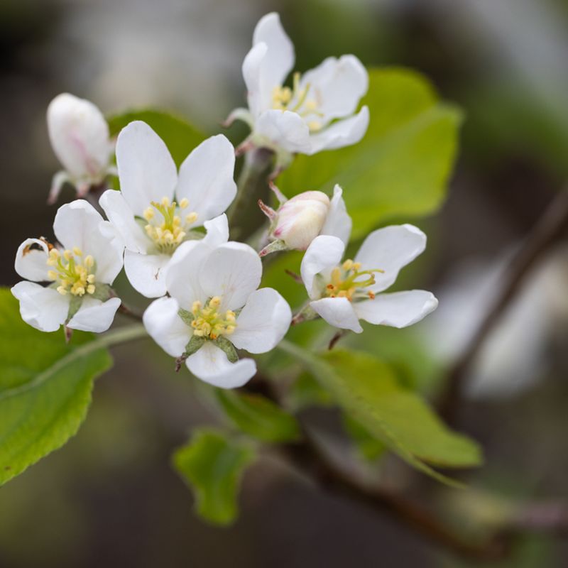 Malus ‘Bunbury White’