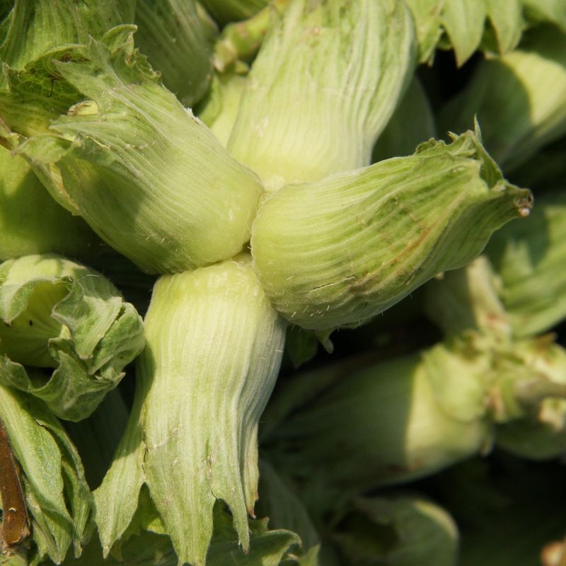 Kent Cob