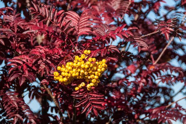Sorbus 'Joseph Rock' 1