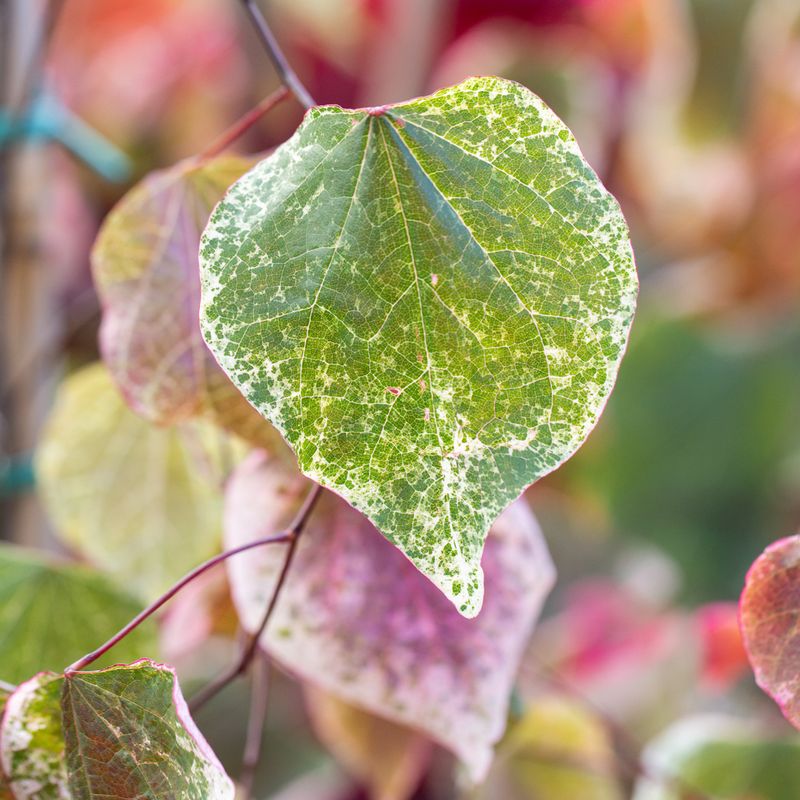 Cercis canadensis 'Carolina Sweetheart'®