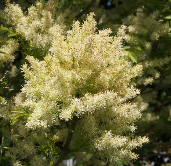 Fraxinus ornus 'Obelisk'®