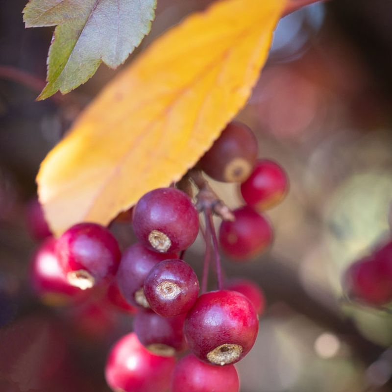 Malus 'Scarlett'® Fruit