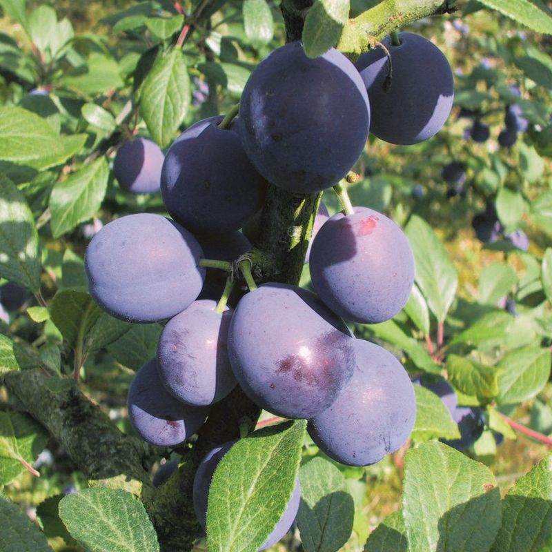 Blue Violet