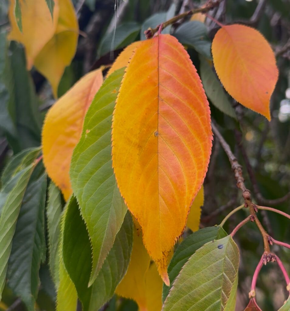 stress causing early autumn colour