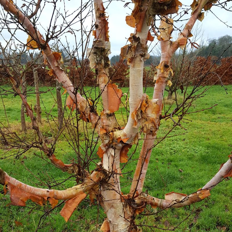 Betula utilis 'Buddha'