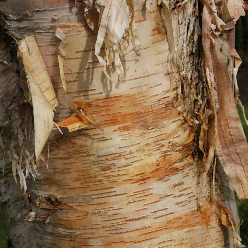 Betula 'Fetisowii'