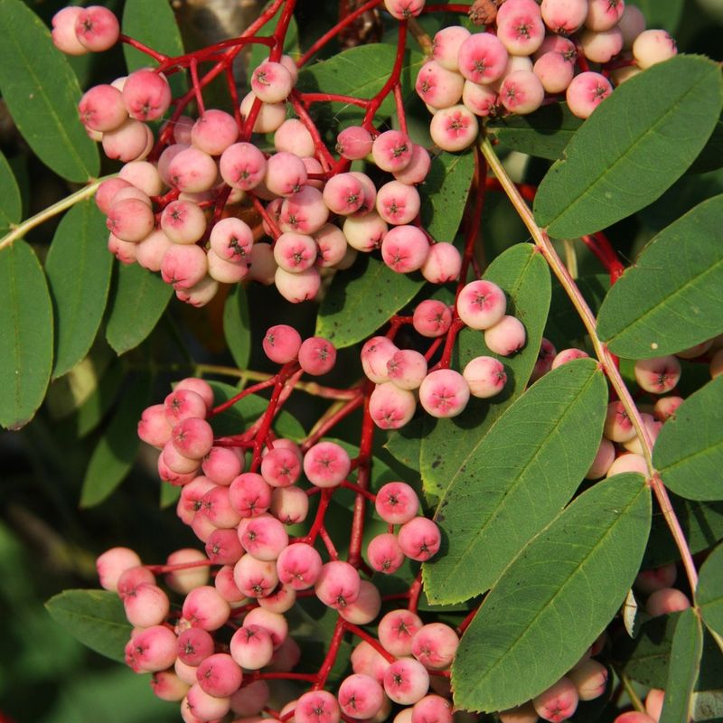 Sorbus hupehensis 'Pink Pagoda' 1