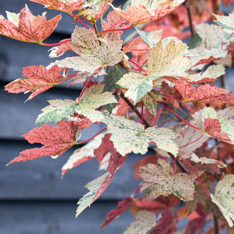 Acer pseudoplatanus var 'Esk Sunset'
