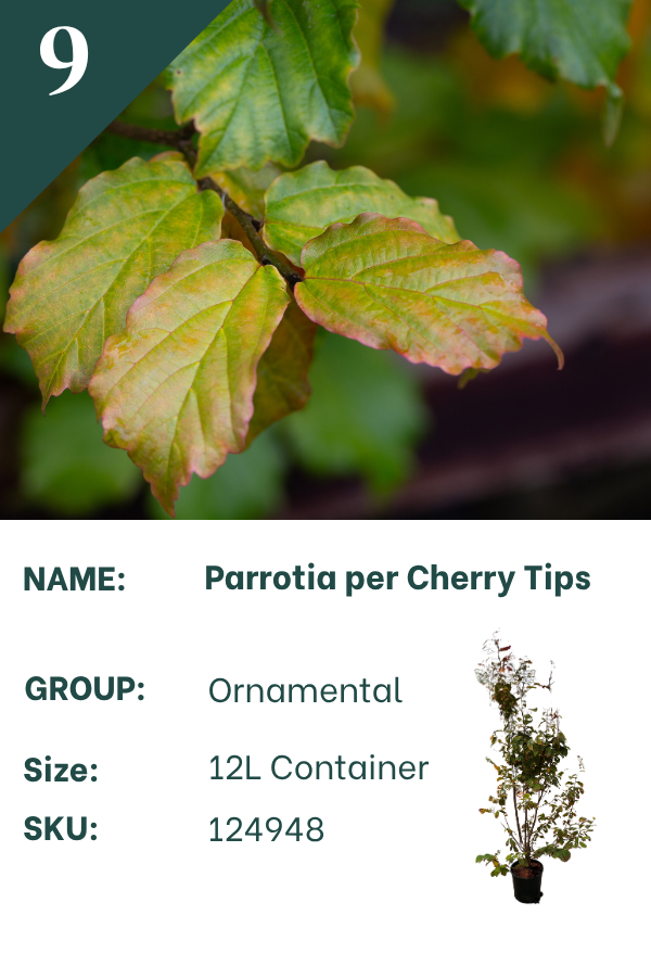 Parrotia persica ‘Cherry Tips’
Persian Ironwood