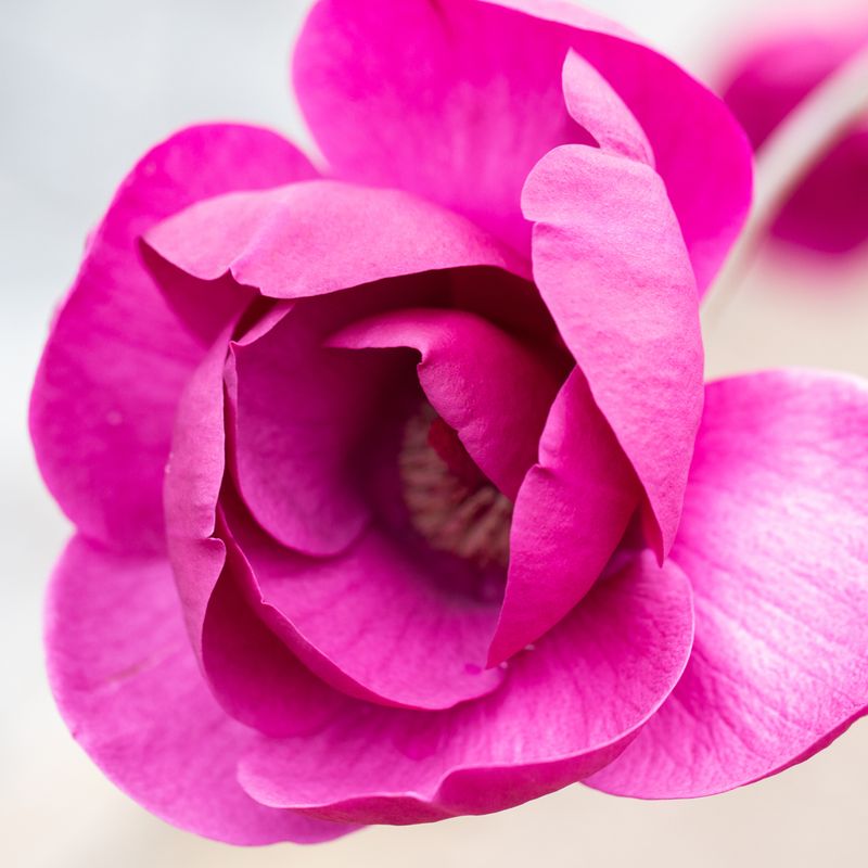 Magnolia 'Black Tulip'®
