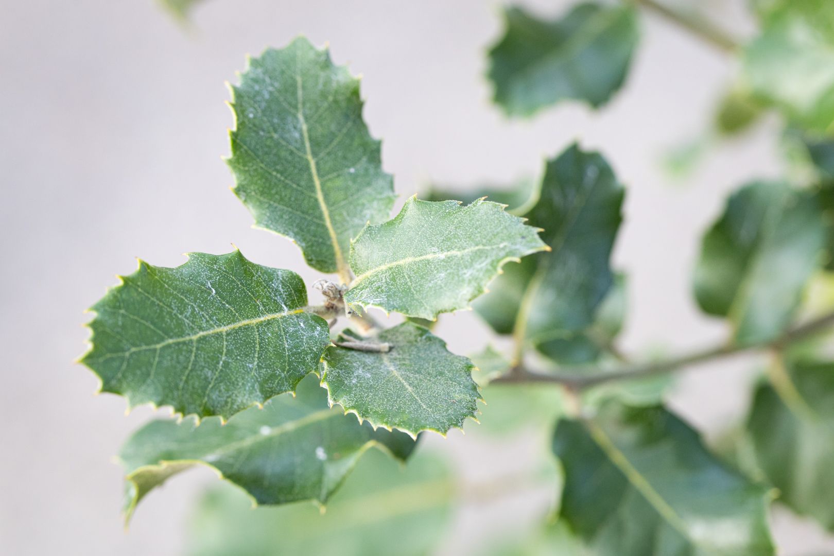 Quercus ilex (Holm Oak)