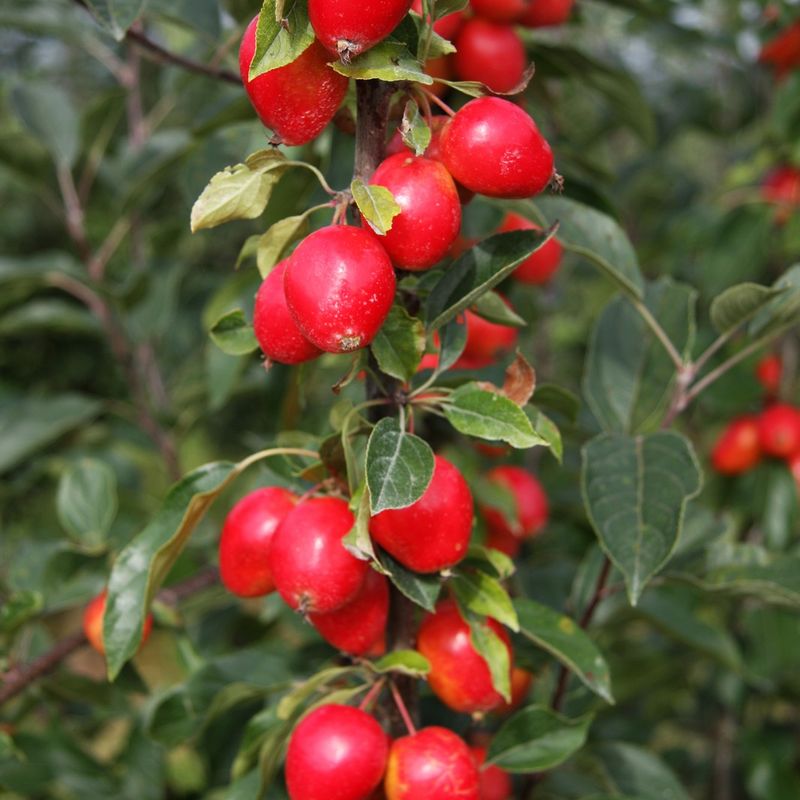 Malus 'John Downie' Fruit