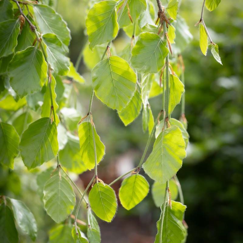 Fagus sylvatica 'Pendula'