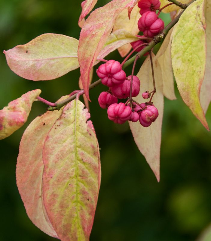 Euonymus europaeus (Hedging)