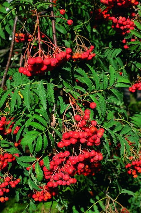 Sorbus aucuparia 'Aspleniifolia' 2