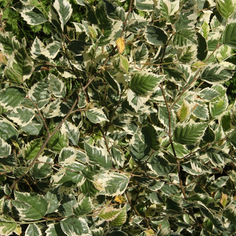 Betula nigra 'Shiloh Splash'