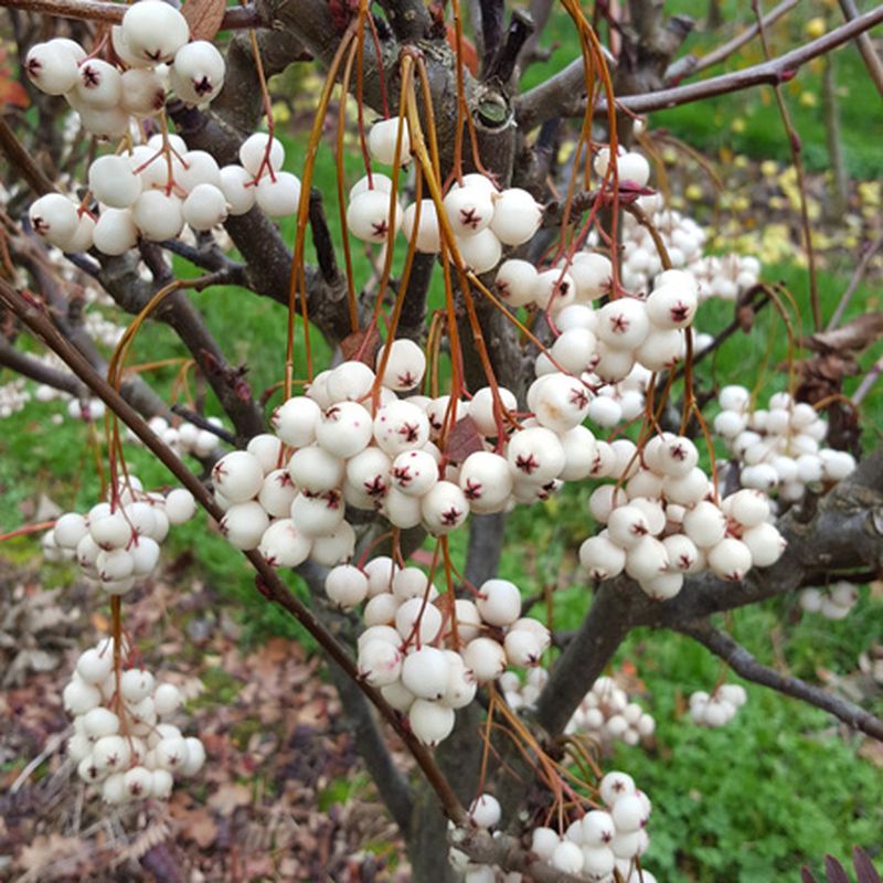 Sorbus 'Snow Balls'