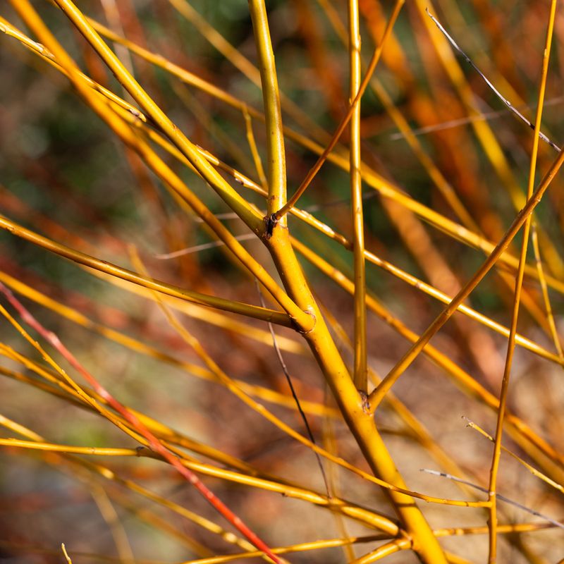 Salix alba 'Hutchinsons Yellow'
