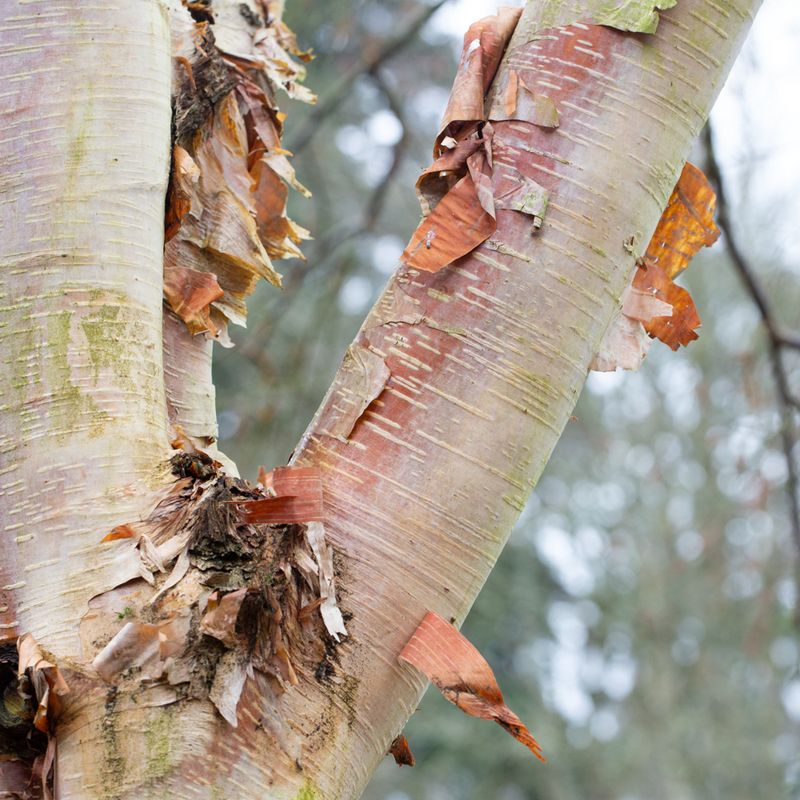 Betula 'Fascination'