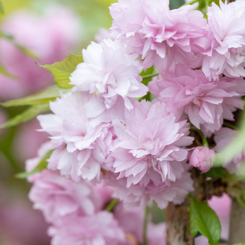 Prunus 'Kiku-shidare-zakura'