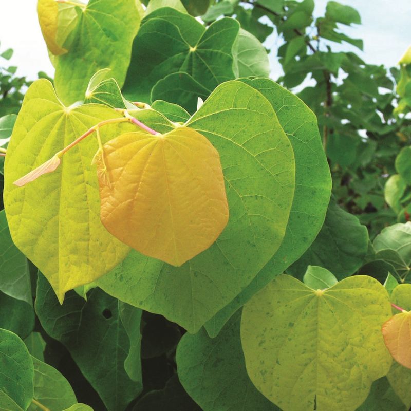 Cercis canadensis 'The Rising Sun'™