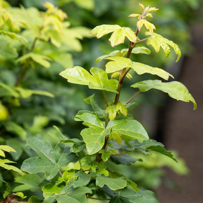 Acer campestre ‘Street Pillar’