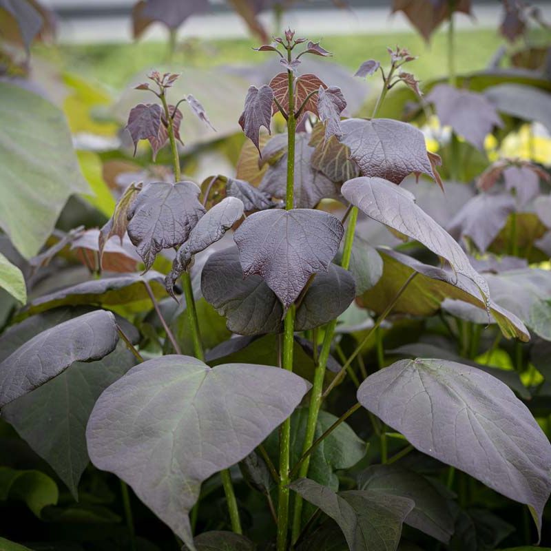 Catalpa erubescens 'Purpurea'