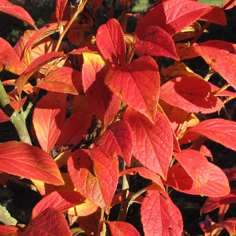 Trees for Autumn Colour 29