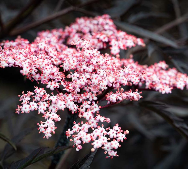 Sambucus nigra porphyrophylla 'Black Lace'® (Eva)