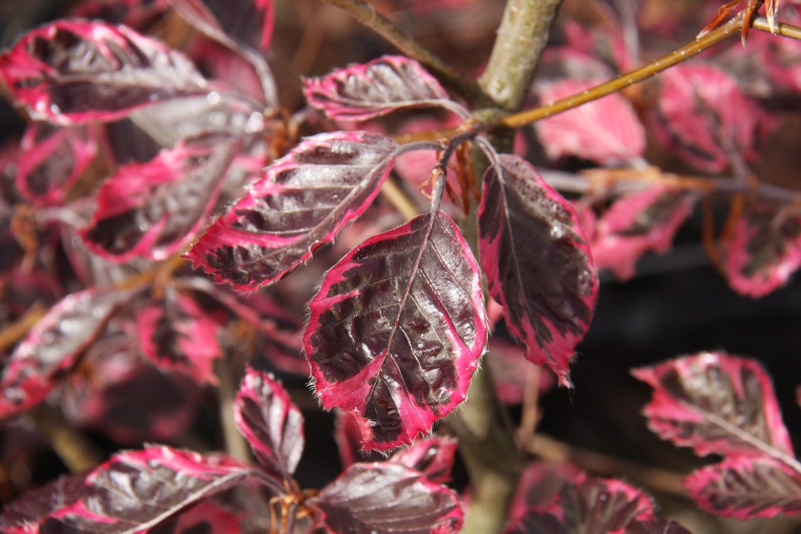 Fagus sylvatica 'Purpurea Tricolor' | Frank P Matthews