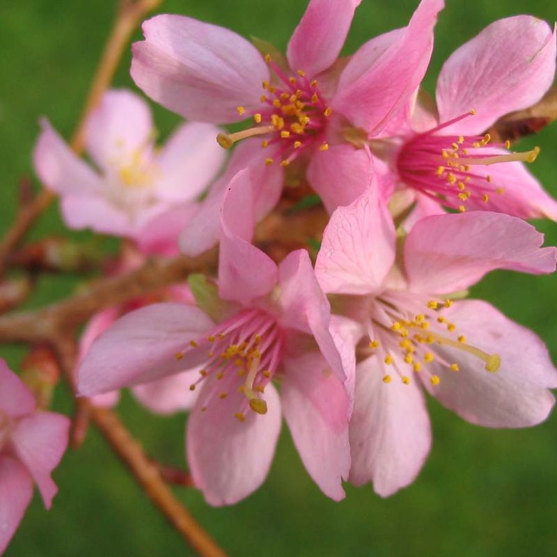 Prunus 'Winter's Kiss'™