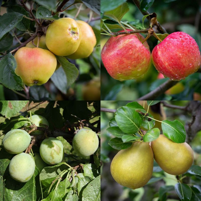 American fruit Tree Collection