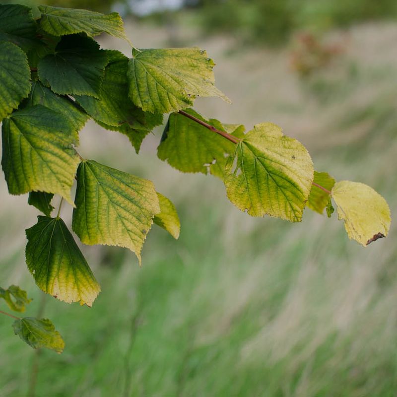 Tilia x europaea 'Wratislaviensis'