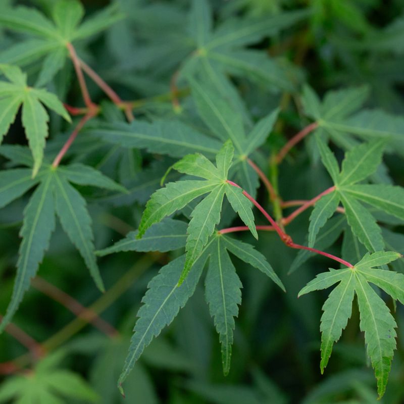 Acer palmatum 'Katsura'