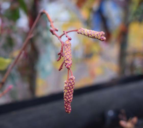 Alnus incana 'Aurea' 1