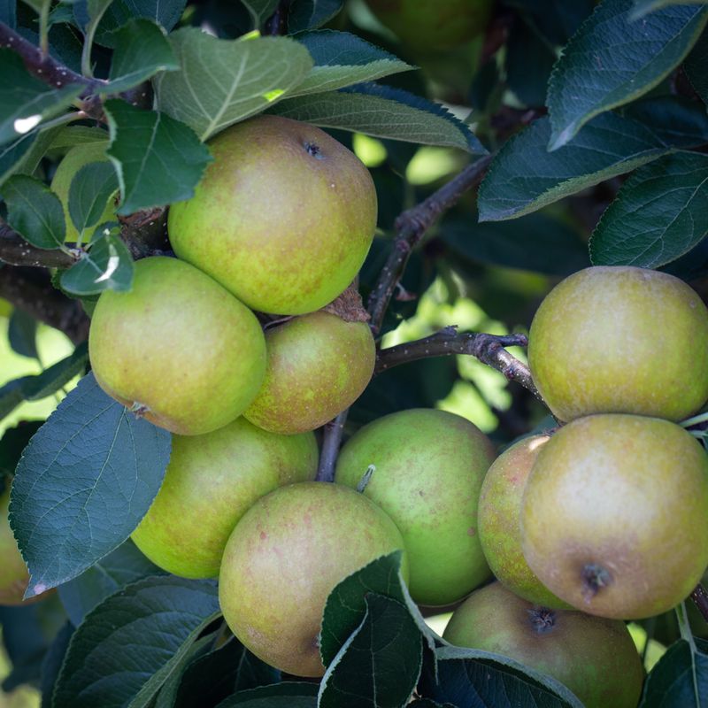 Ashmead's Kernel