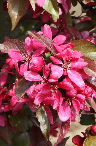 Malus x moerlandsii 'Profusion Improved' 2