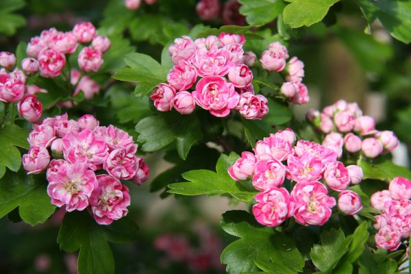 Crataegus laevigata 'Rosea Flore Pleno' 1