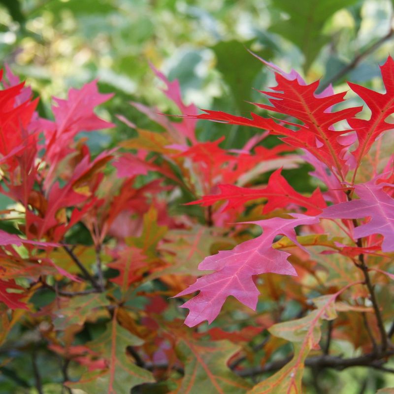 Quercus palustris