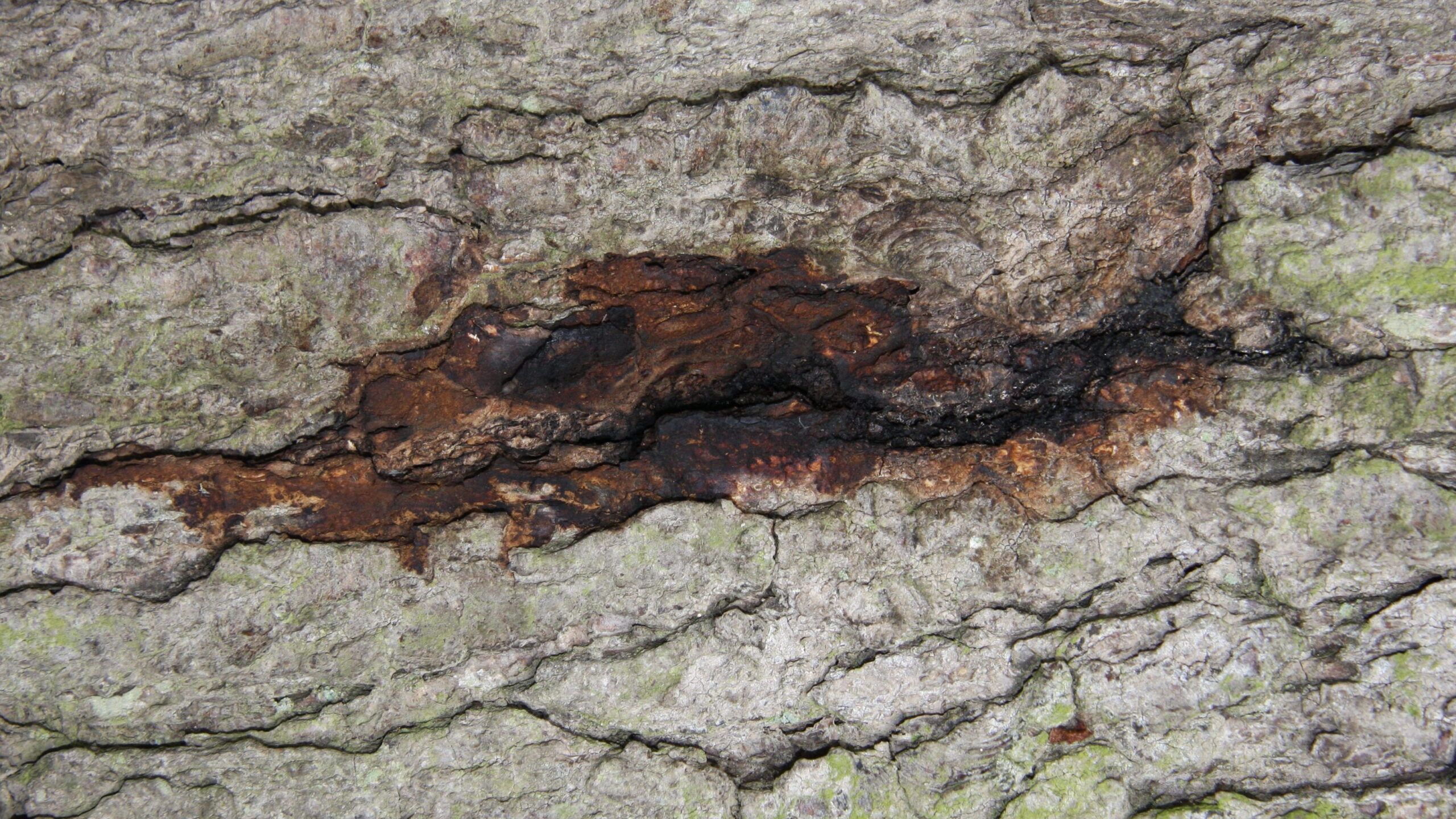 Phytophora, Disease and Pest