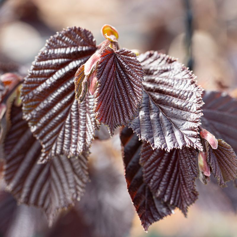 Corylus maximus 'Purpurea'