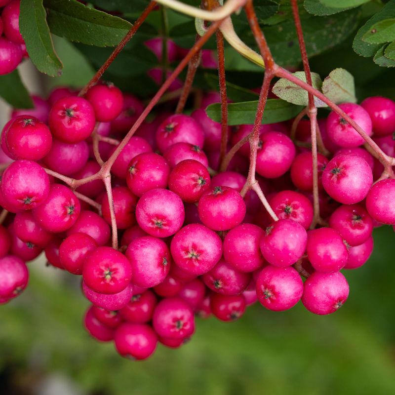 Sorbus vilmorinii 'Pink Charm'