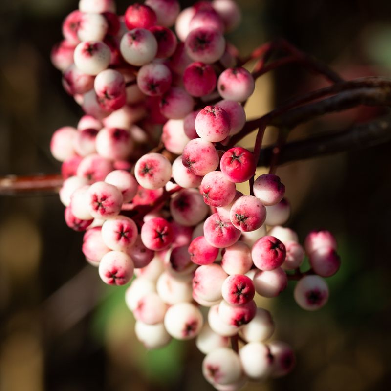 Sorbus vilmorinii