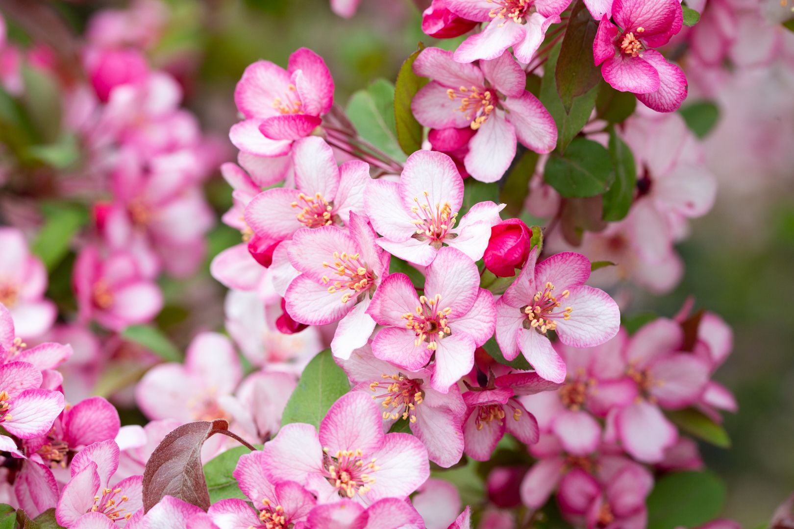 Malus Candymint