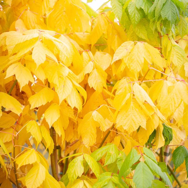 Acer negundo 'Winter Lightning'
